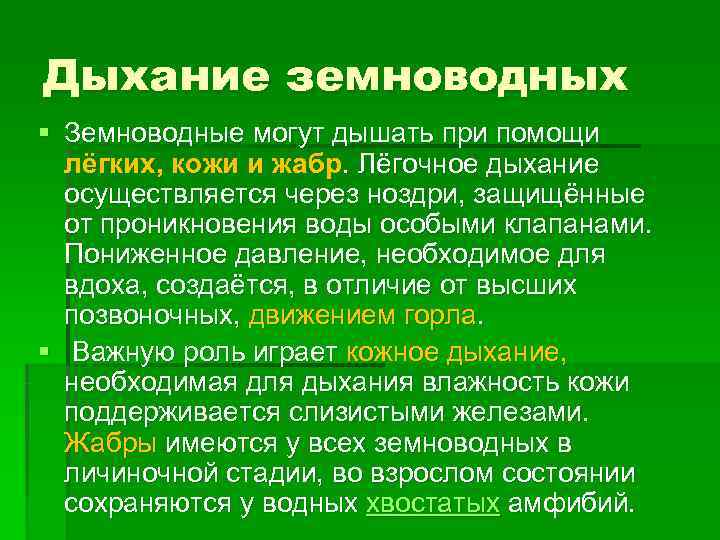 Дыхание земноводных § Земноводные могут дышать при помощи лёгких, кожи и жабр. Лёгочное дыхание