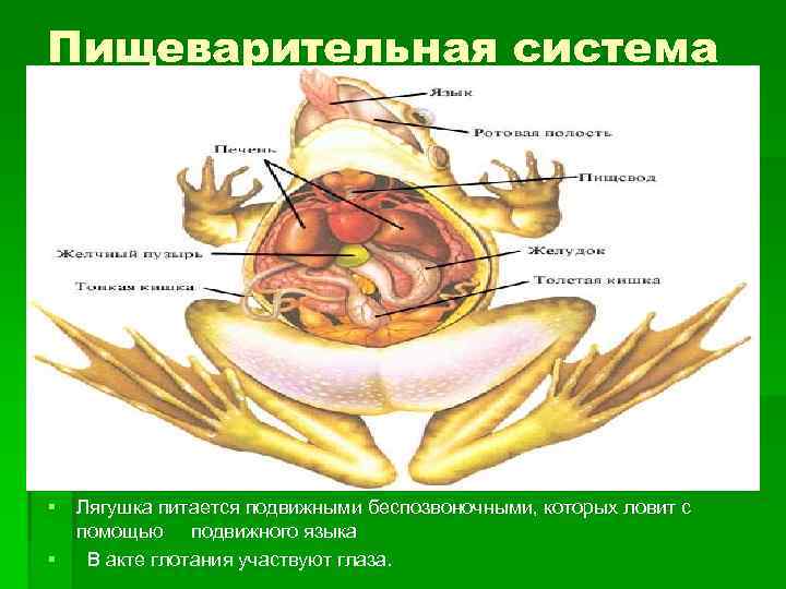 Пищеварительная система § Лягушка питается подвижными беспозвоночными, которых ловит с помощью подвижного языка §