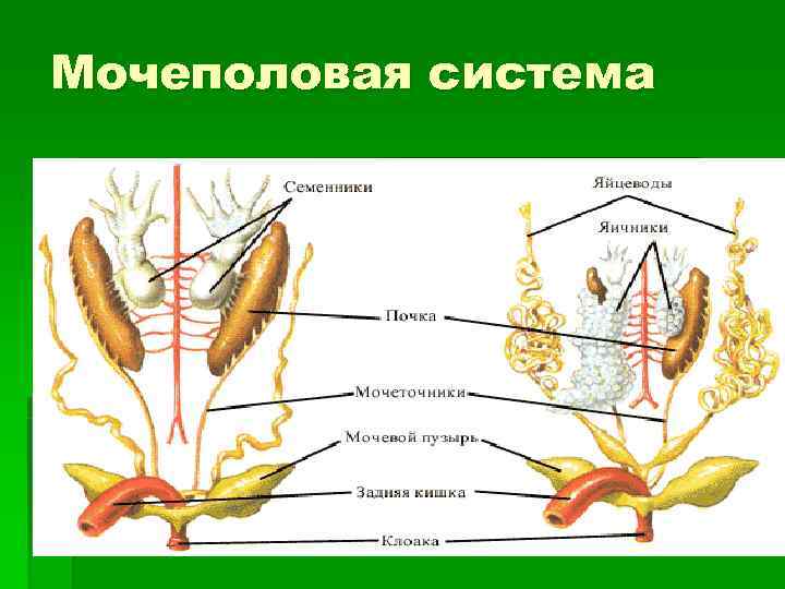 Мочеполовая система 