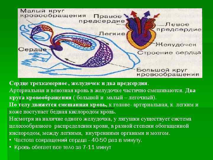 Сердце трехкамерное , желудочек и два предсердия. Артериальная и венозная кровь в желудочке частично