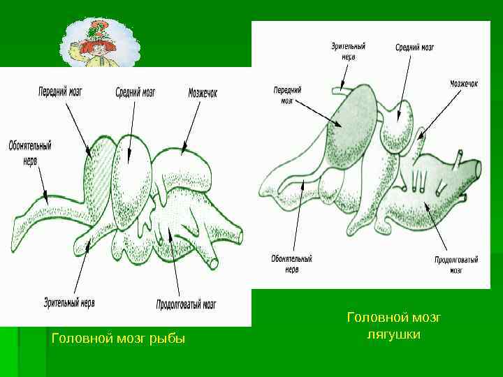  Головной мозг рыбы лягушки 