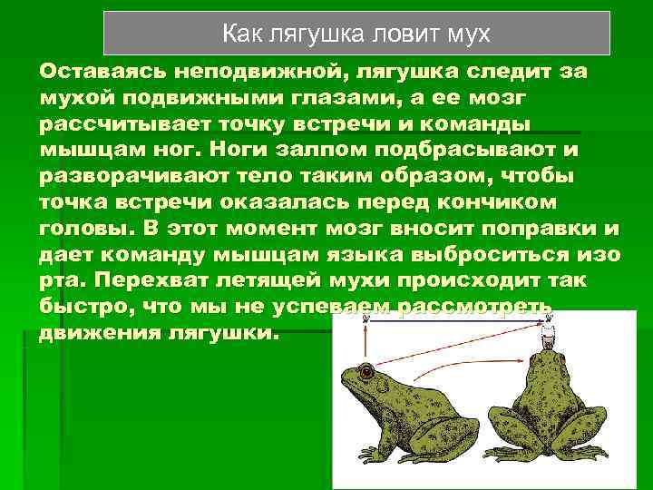  Как лягушка ловит мух Оставаясь неподвижной, лягушка следит за мухой подвижными глазами, а