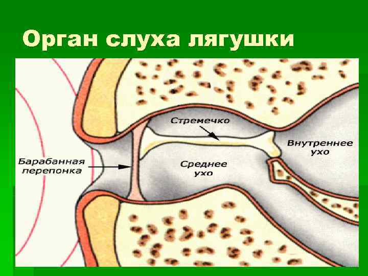 Орган слуха лягушки 