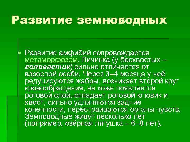 Развитие земноводных § Развитие амфибий сопровождается метаморфозом. Личинка (у бесхвостых – головастик) сильно отличается