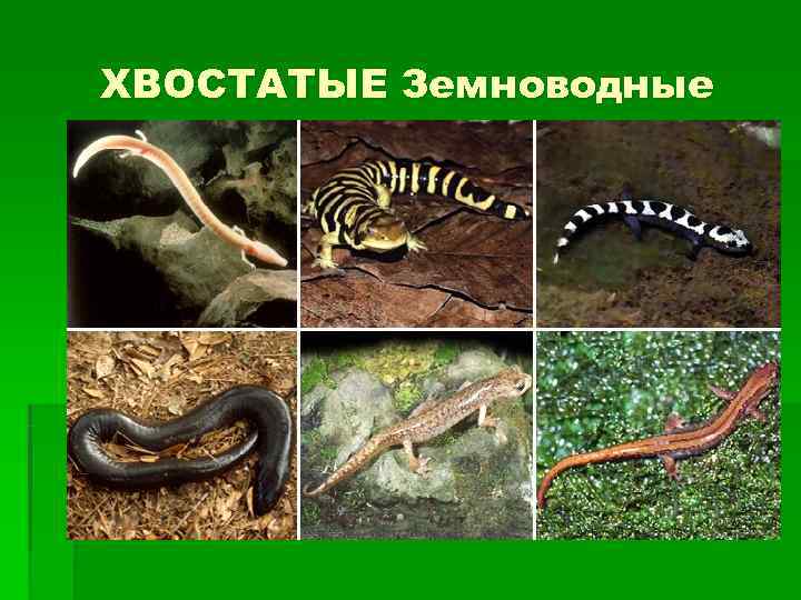 ХВОСТАТЫЕ Земноводные 