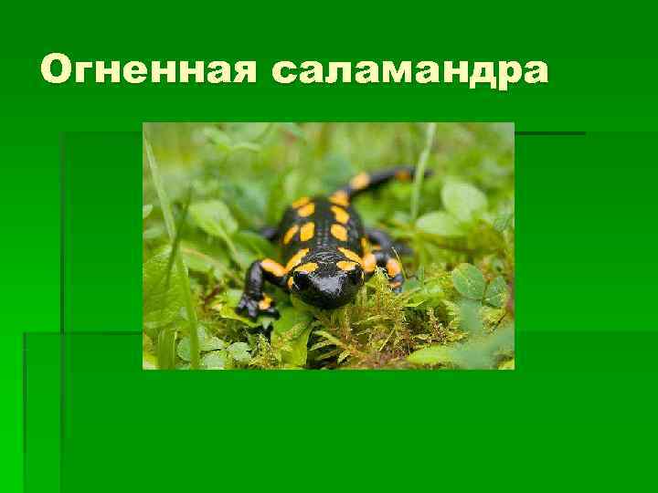 Огненная саламандра 