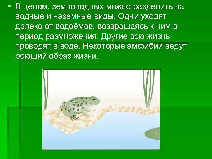 § В целом, земноводных можно разделить на водные и наземные виды. Одни уходят далеко