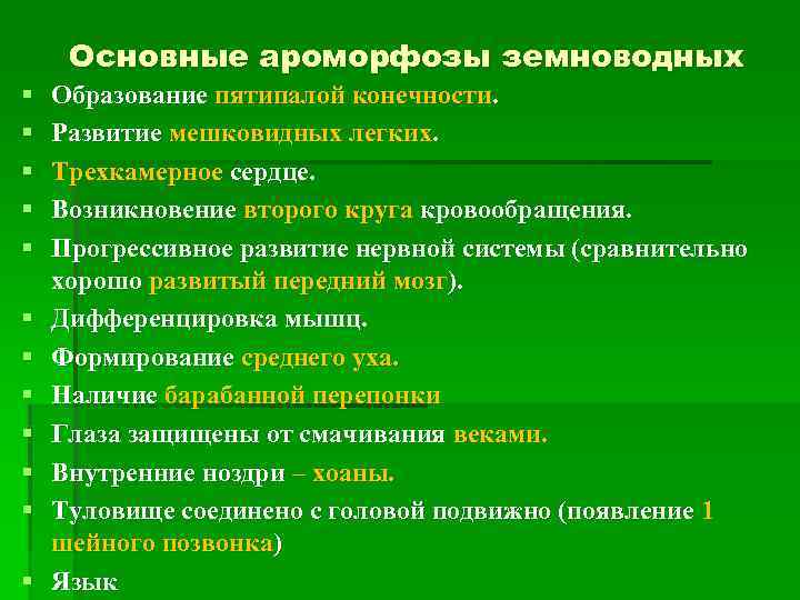  Основные ароморфозы земноводных § Образование пятипалой конечности. § Развитие мешковидных легких. § Трехкамерное