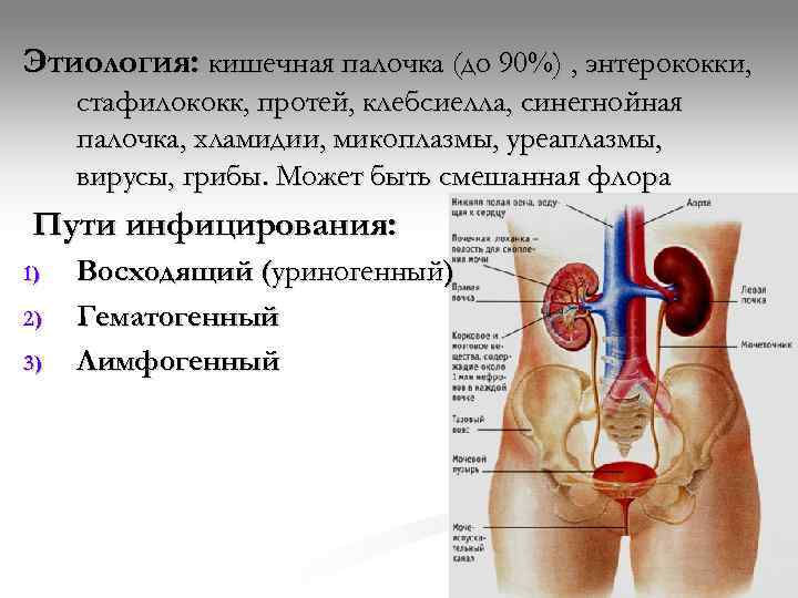 Этиология: кишечная палочка (до 90%) , энтерококки,  стафилококк, протей, клебсиелла, синегнойная палочка, хламидии,
