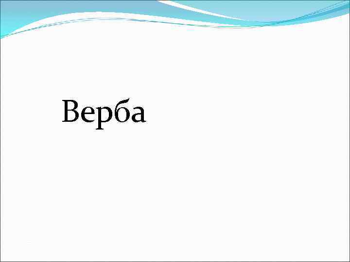 Верба 