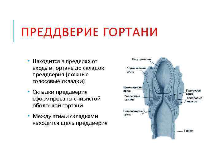 ПРЕДДВЕРИЕ ГОРТАНИ • Находится в пределах от входа в гортань до складок преддверия (ложные