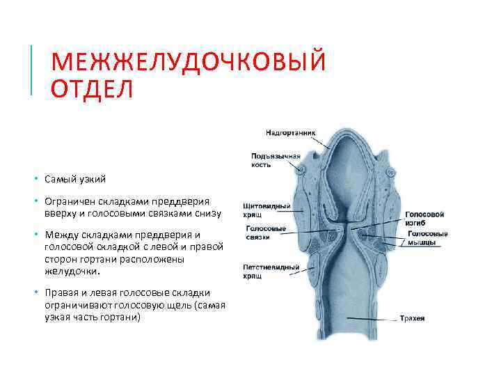 Стенки преддверия гортани