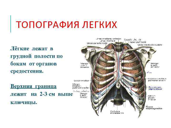 Топография легких анатомия скелетотопия. Границы грудной клетки топографическая анатомия. Строение и топография легких. Плевра.. 1 расположение легких