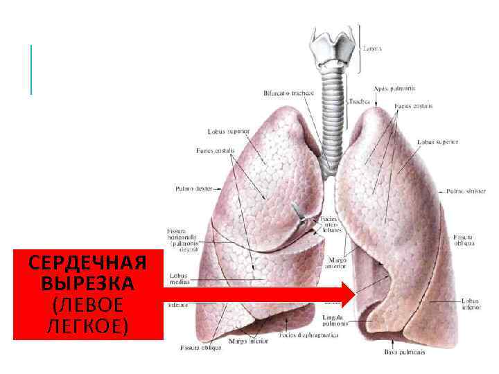 Левое легкое меньше правого