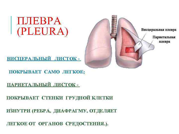 Плевра размеры