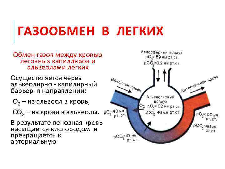  ГАЗООБМЕН В ЛЕГКИХ Обмен газов между кровью легочных капилляров и альвеолами легких Осуществляется