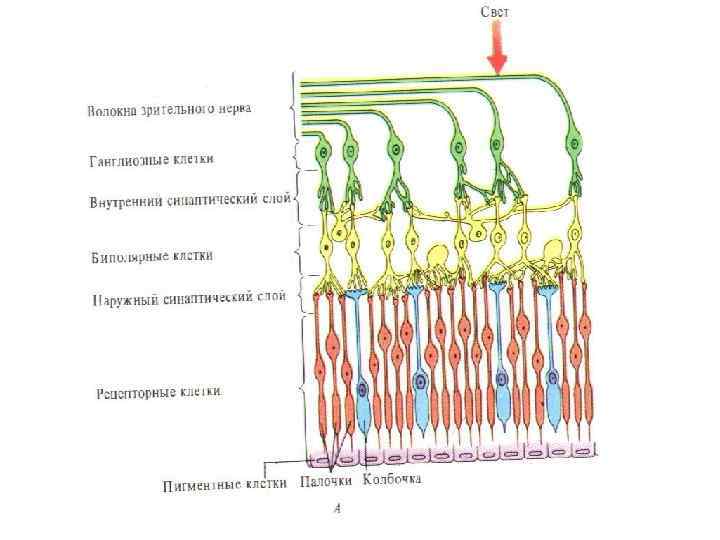 Строение сетчатки сетчатка глаза содержит два типа. Строение сетчатки. Сетчатка и зрительный нерв. Волокна зрительного нерва. Структура сетчатки.