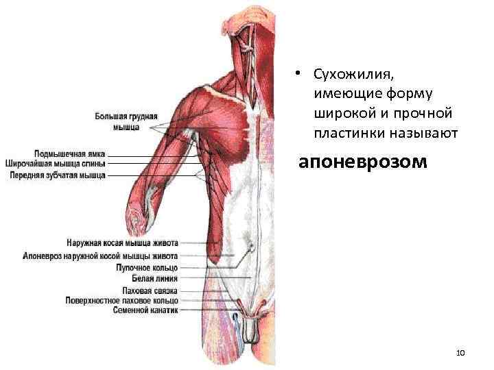 Мышцы выше. Сухожилие широчайшей мышцы спины. Апоневроз широчайшей мышцы спины. Мышцы под мышкой анатомия. Мышцы в области подмышки.