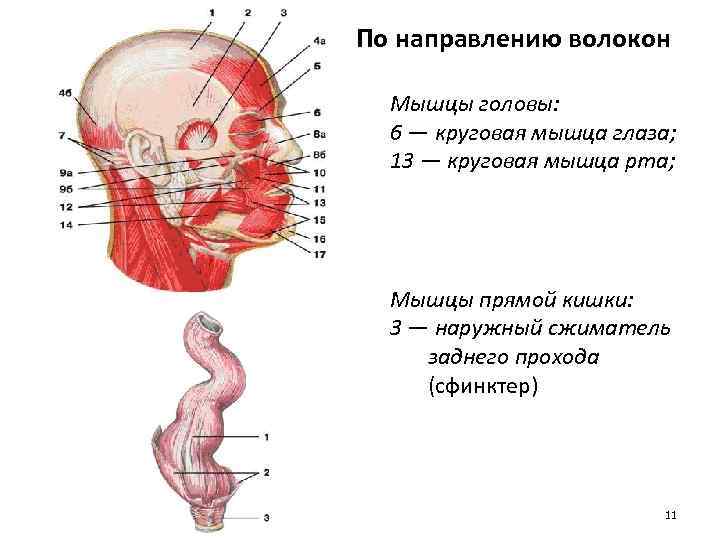 По направлению волокон Мышцы головы: 6 — круговая мышца глаза; 13 — круговая мышца