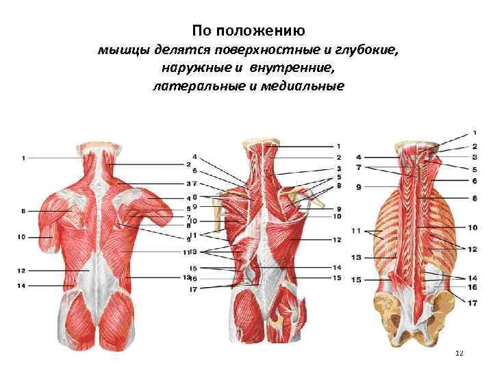  По положению мышцы делятся поверхностные и глубокие, наружные и внутренние, латеральные и медиальные