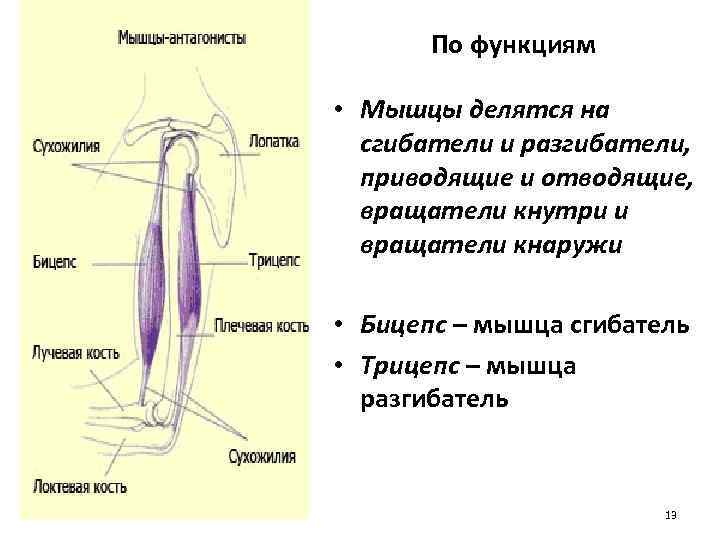 Мышцы разгибатели