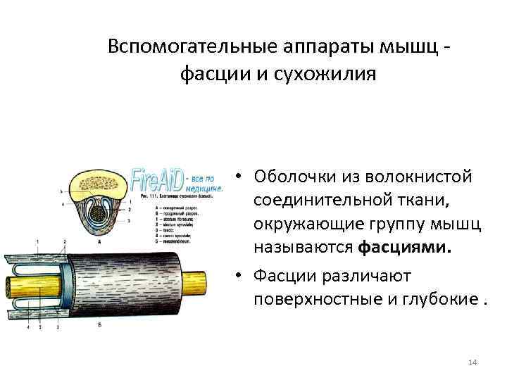 Вспомогательные аппараты мышц - фасции и сухожилия • Оболочки из волокнистой соединительной ткани, окружающие