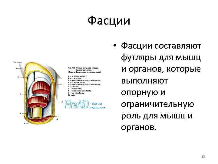 Фасции • Фасции составляют футляры для мышц и органов, которые выполняют опорную и ограничительную