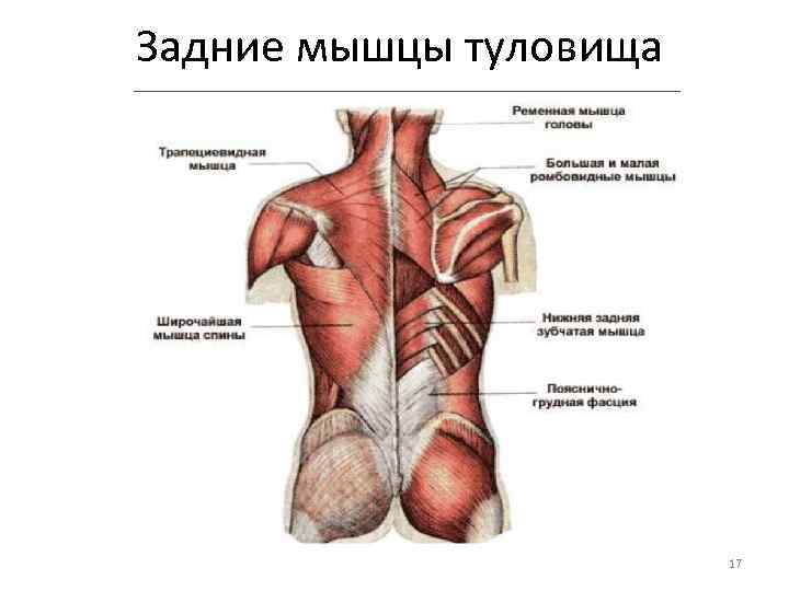  Задние мышцы туловища 17 