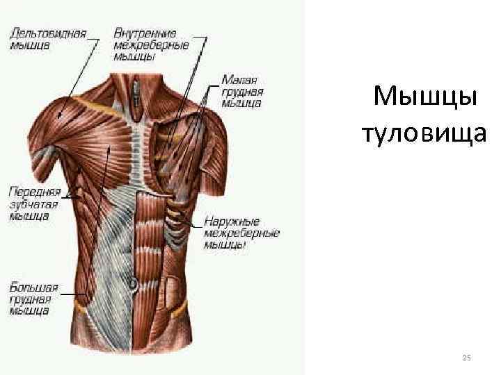  Мышцы туловища 25 