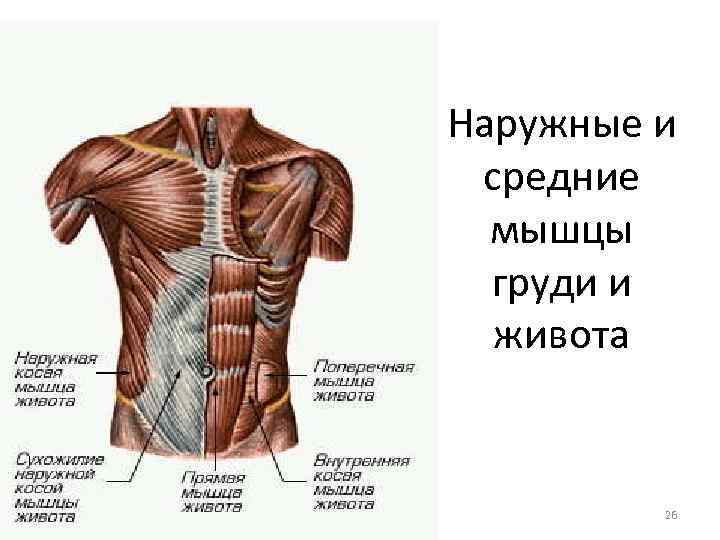 Наружные и средние мышцы груди и живота 26 