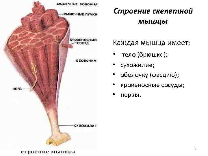 Строение скелетной мышцы Каждая мышца имеет: • тело (брюшко); • cухожилие; • оболочку (фасцию);