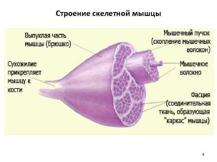 Строение скелетной мышцы 4 