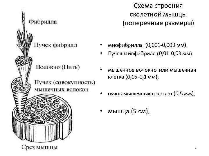  Схема строения скелетной мышцы (поперечные размеры) • миофибрилла (0, 001 -0, 003 мм).