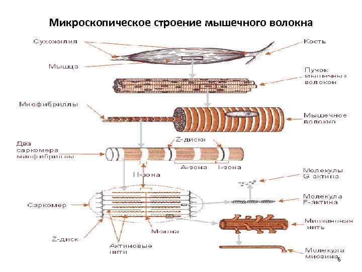 Микроскопическое строение мышечного волокна 6 