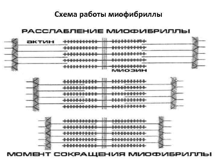 Схема работы миофибриллы 7 