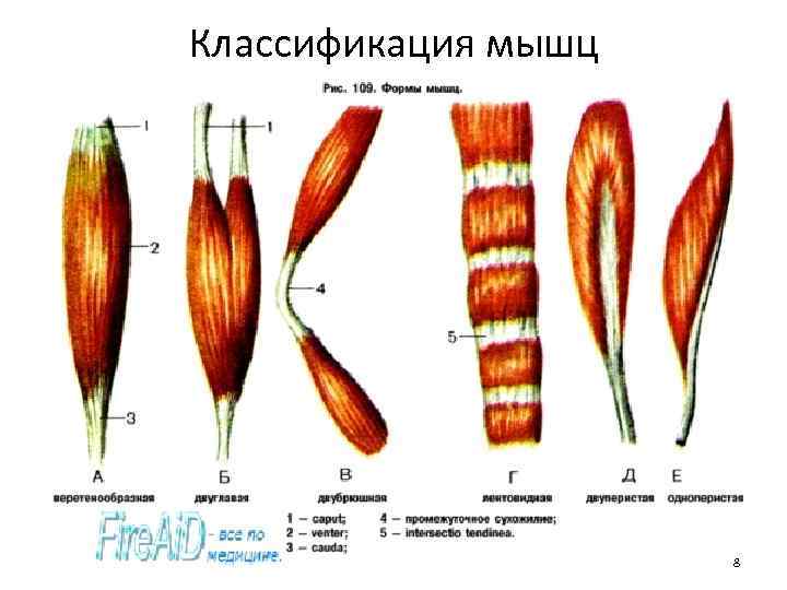 Классификация мышц 8 