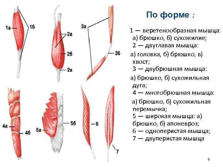 Брюшко мышцы