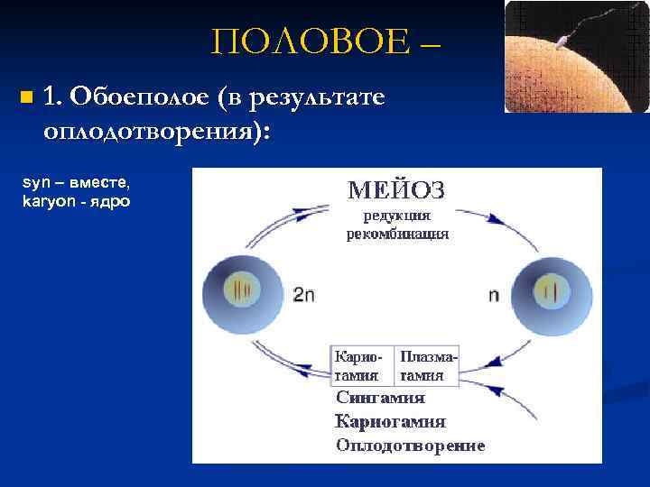  ПОЛОВОЕ – n 1. Обоеполое (в результате оплодотворения): syn – вместе, karyon -