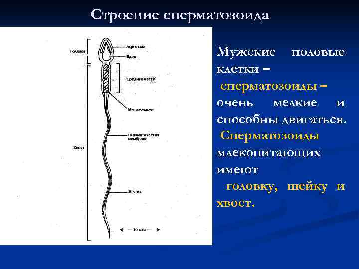 Строение сперматозоида Мужские половые клетки – сперматозоиды – очень мелкие и способны двигаться. Сперматозоиды