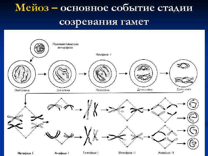 Мейоз – основное событие стадии созревания гамет 