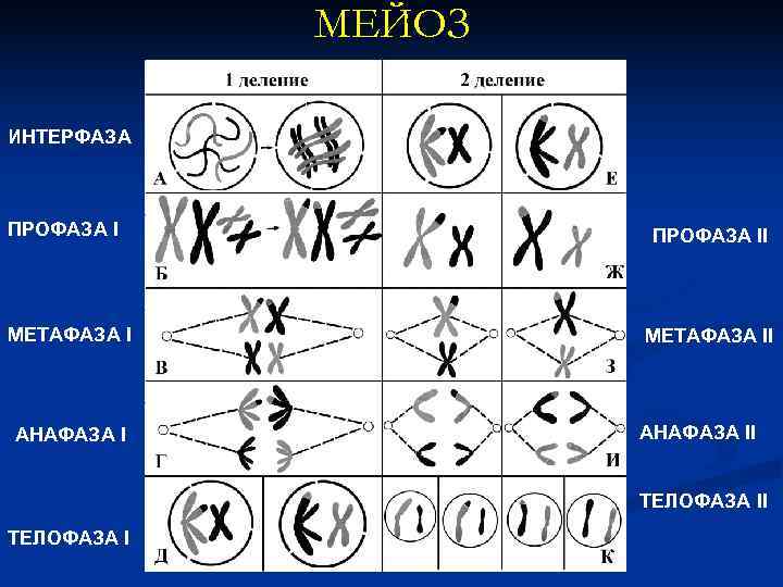  МЕЙОЗ ИНТЕРФАЗА ПРОФАЗА II МЕТАФАЗА II АНАФАЗА II ТЕЛОФАЗА II ТЕЛОФАЗА I 