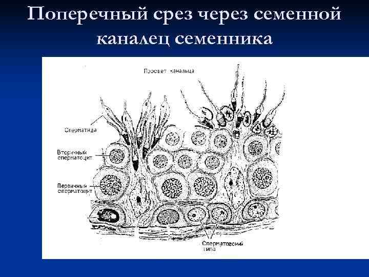 Поперечный срез через семенной каналец семенника 