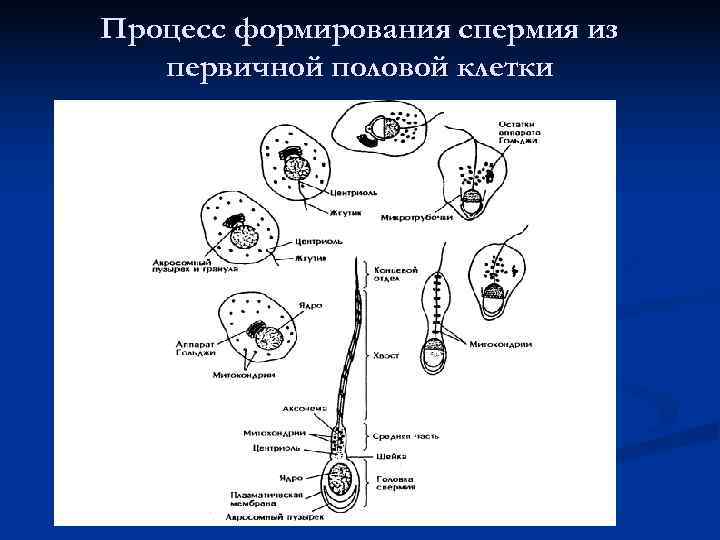 Процесс формирования спермия из первичной половой клетки 