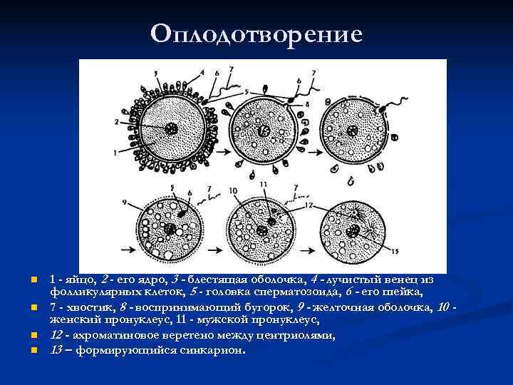  Оплодотворение n 1 - яйцо, 2 - его ядро, 3 - блестящая оболочка,