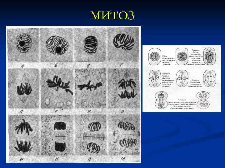 n Ведущая роль в упорядочивании организации принадлежит ядерным белкам.    БЕЛКИ ГИСТОНЫ