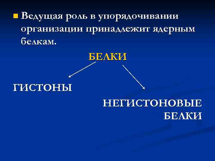 n  Непосредственно с октамером контактирует 145 п. н. и 20 -30 -40 п.