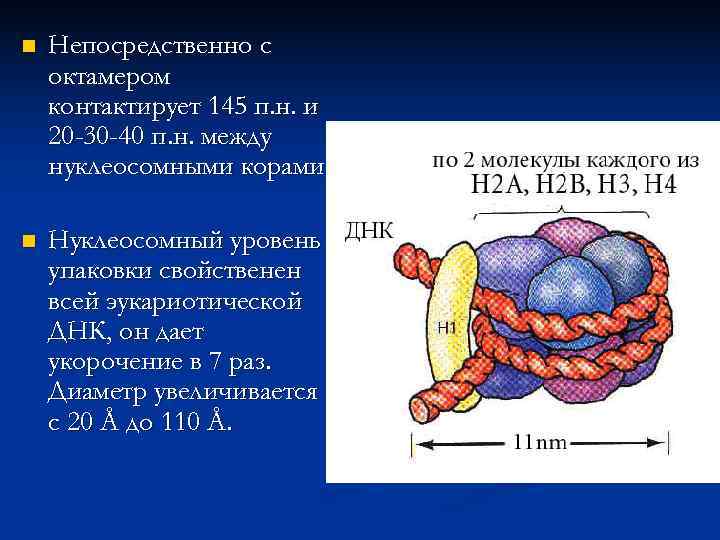 Все остальные уровни компактизации связаны с негистоновыми белками.  Третий уровень структурной организации хроматина