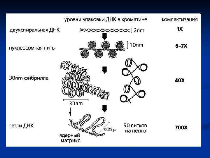 Упорядоченная организация хромосомы в  трехмерном пространстве ядра необходима:  1. Для упорядочения процессов
