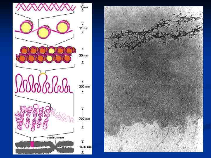 Кариотип человека 