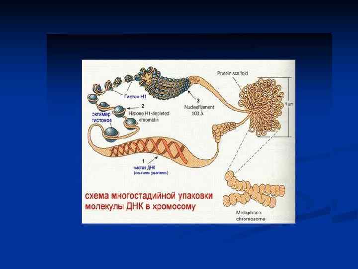Идиограмма хромосом человека 